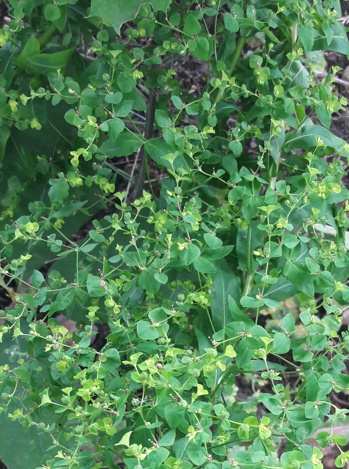 Euphorbia stricta (door Paul Gelderloos)