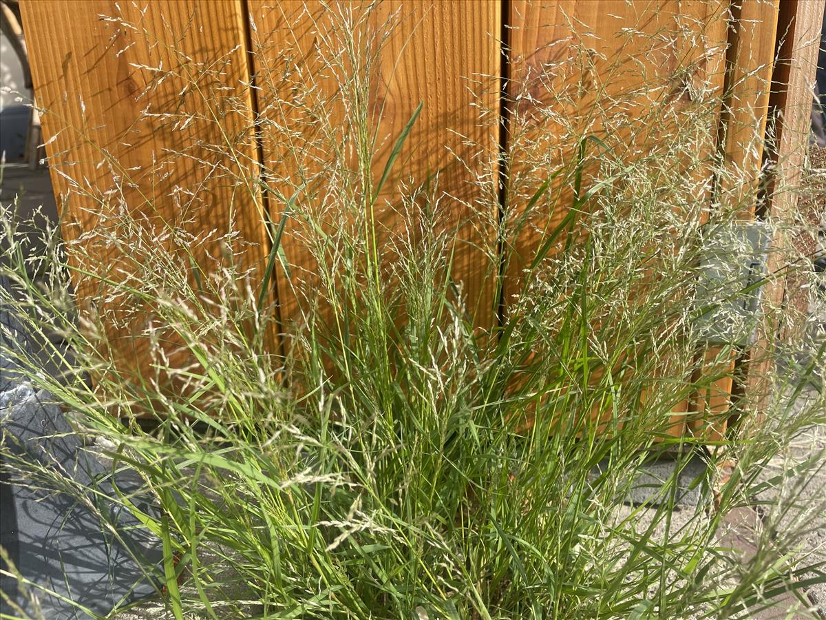 Eragrostis albensis (door Carleen de Graaf)