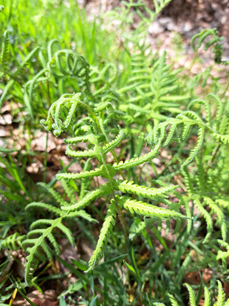 Phegopteris connectilis (door Luciënne Japchen Lenstra)