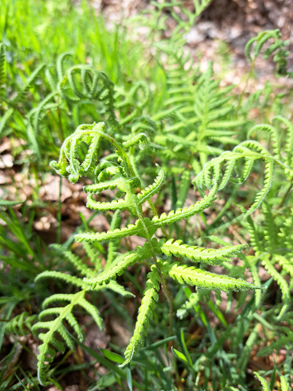 Phegopteris connectilis (door Luciënne Japchen Lenstra)