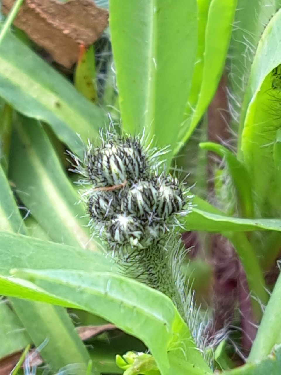 Pilosella piloselloides (door Luciënne Japchen Lenstra)