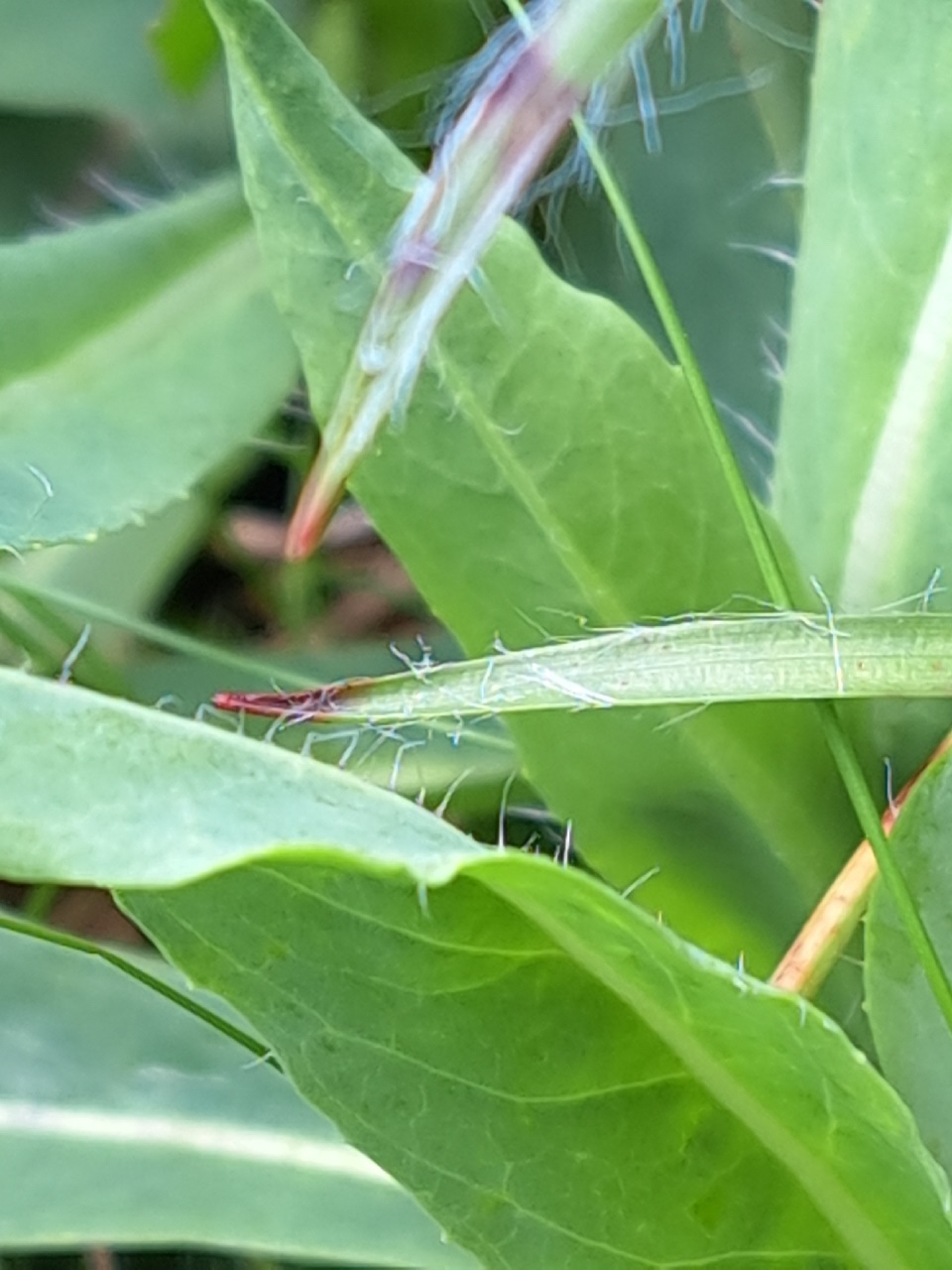 Pilosella piloselloides (door Luciënne Japchen Lenstra)