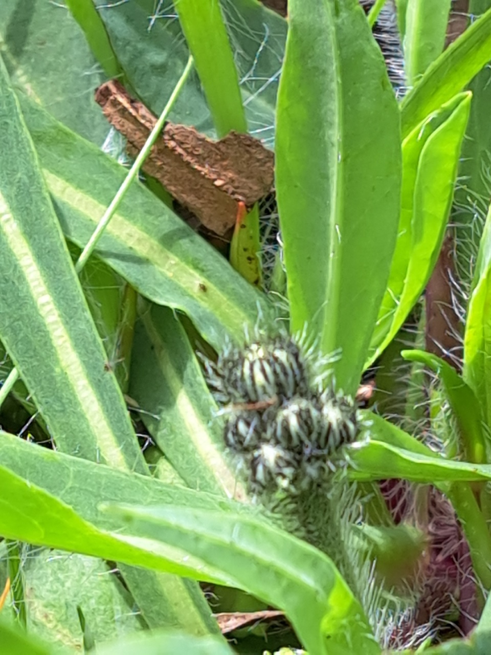 Pilosella piloselloides (door Luciënne Japchen Lenstra)