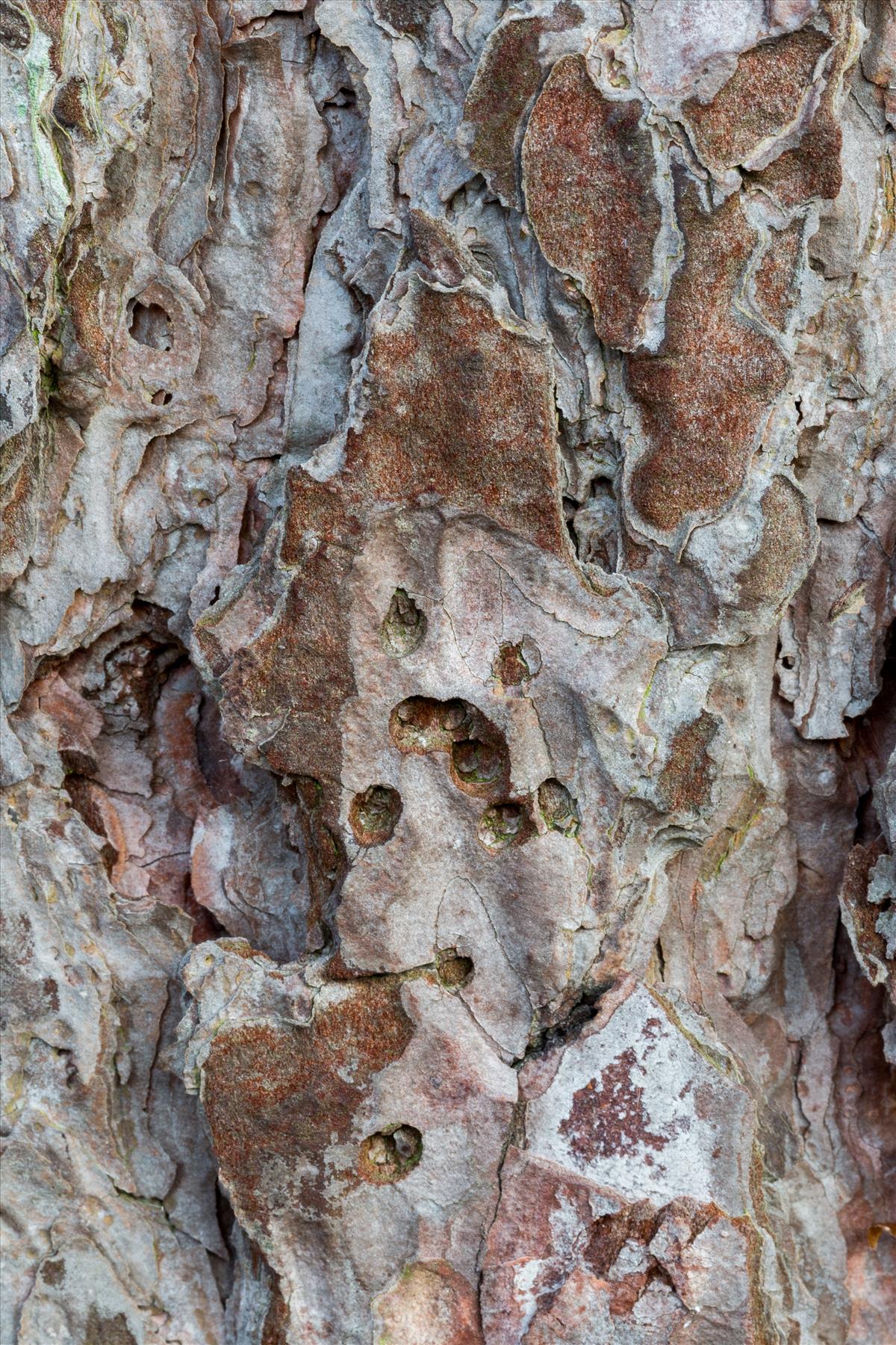 Pinus nigra (door Henk Visser)