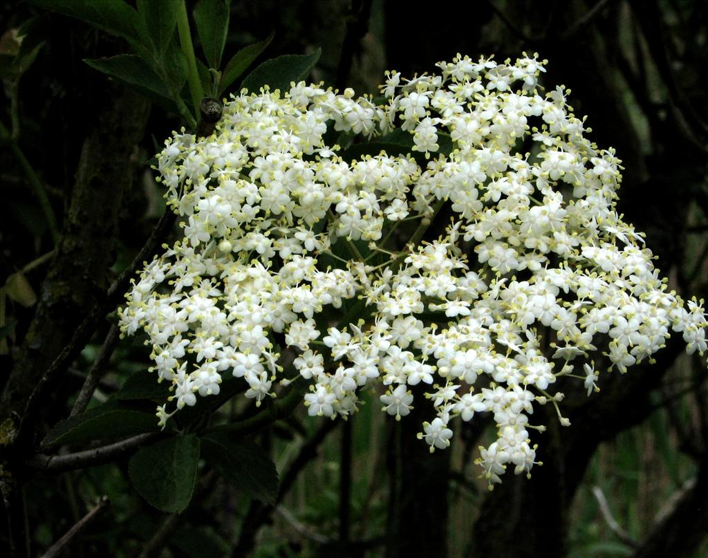 Sambucus nigra (door Bert Verbruggen)