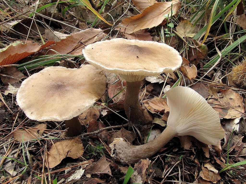 Clitocybe clavipes (door Dinant Wanningen)