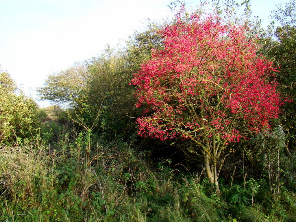 Euonymus europaeus (door Joop Verburg)