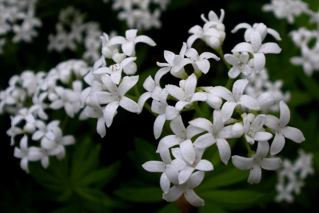 Galium odoratum (door Bert Verbruggen)