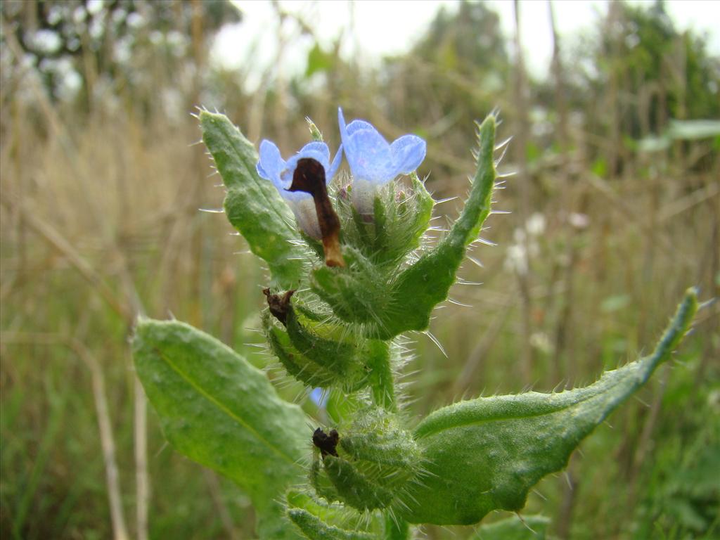 Anchusa arvensis (door Joop Verburg)