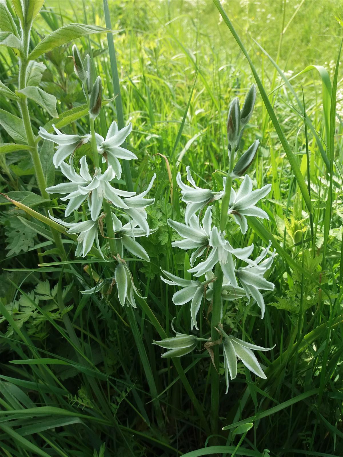 Ornithogalum nutans (door Toon Verrijdt)