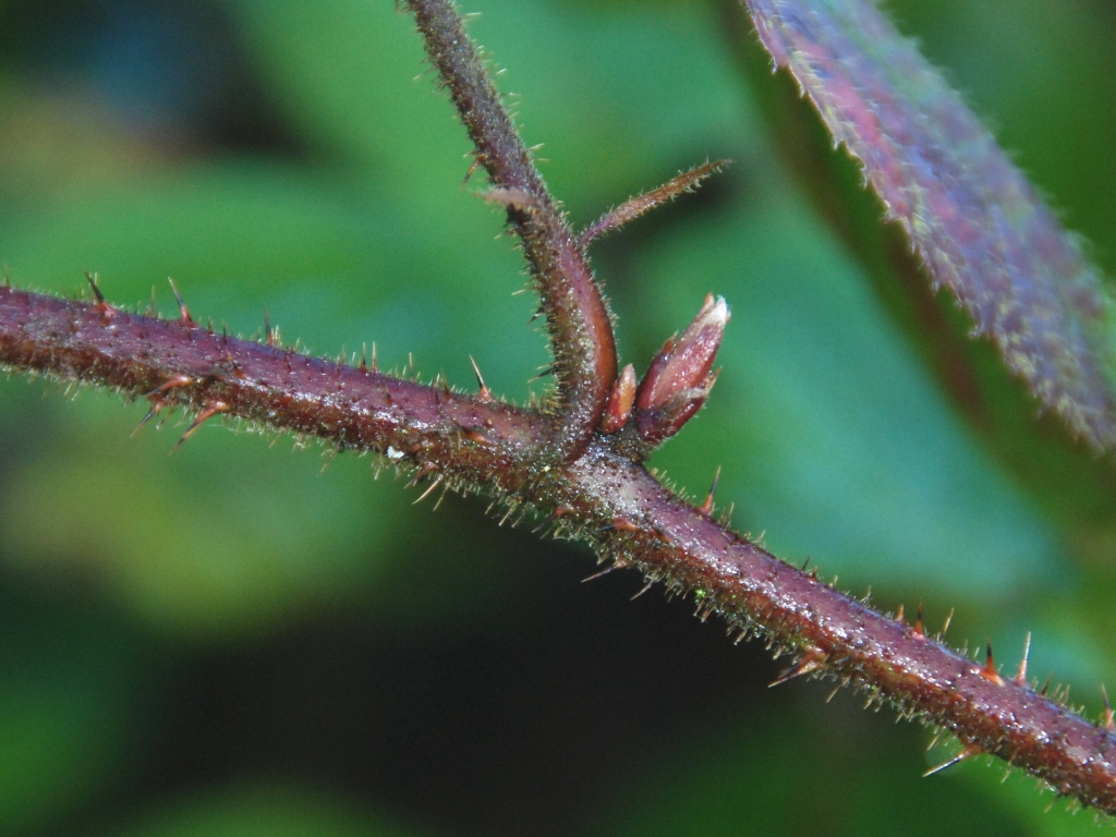 Rubus bellardii (door Peter Venema)