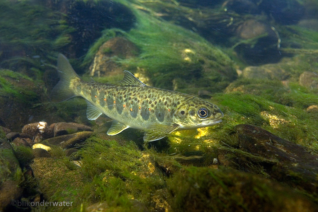 Salmo trutta f. fario (door blikonderwater)