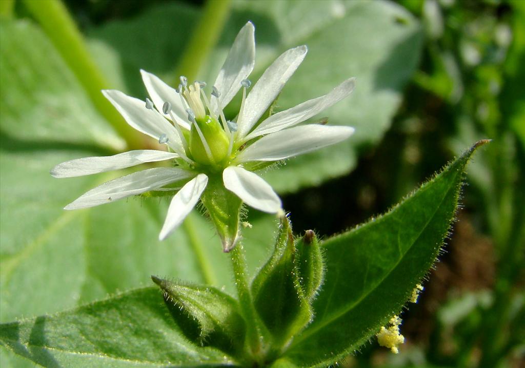 Stellaria aquatica (door Joop Verburg)