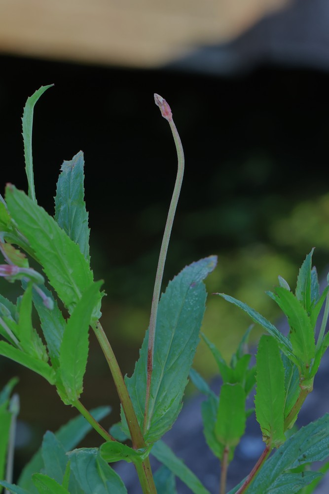 Epilobium tetragonum (door Jaap Oosterom)