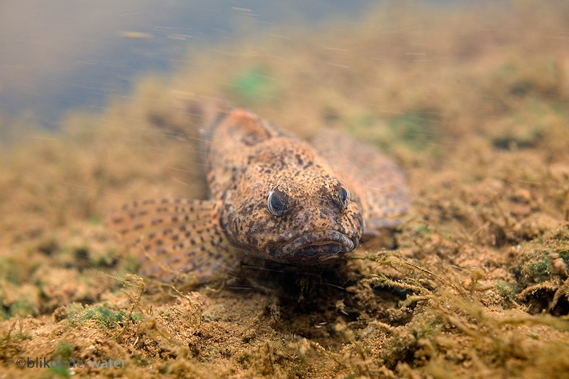 Cottus perifretum (door blikonderwater)