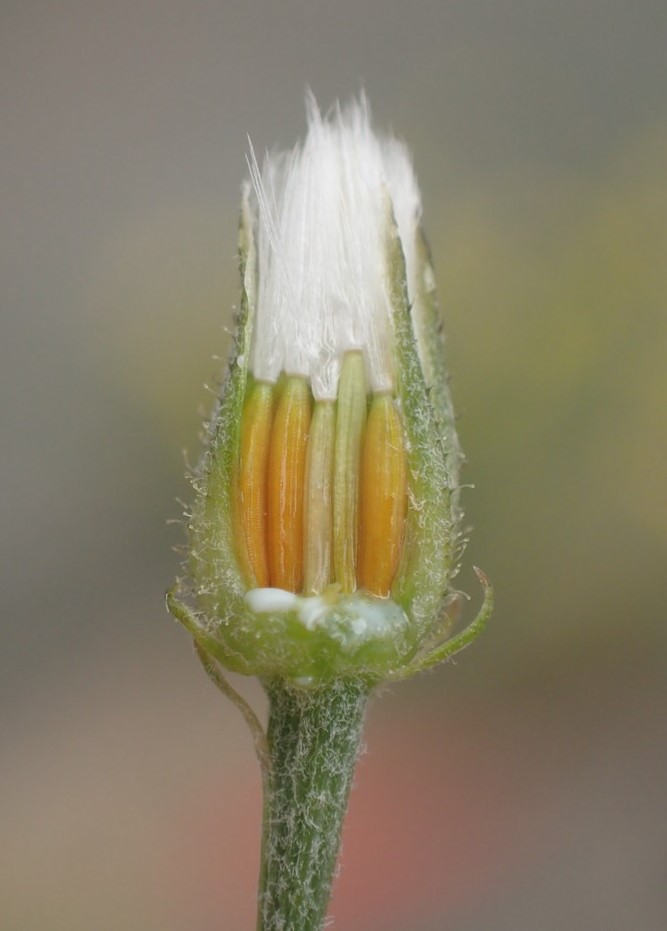 Crepis tectorum (door Stef van Walsum)