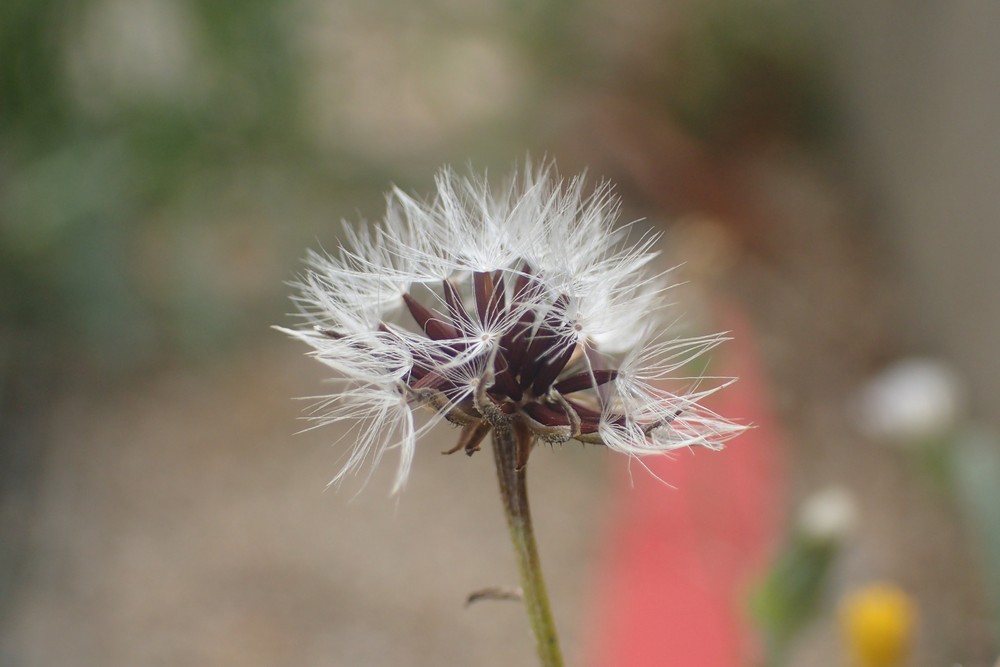 Crepis tectorum (door Stef van Walsum)