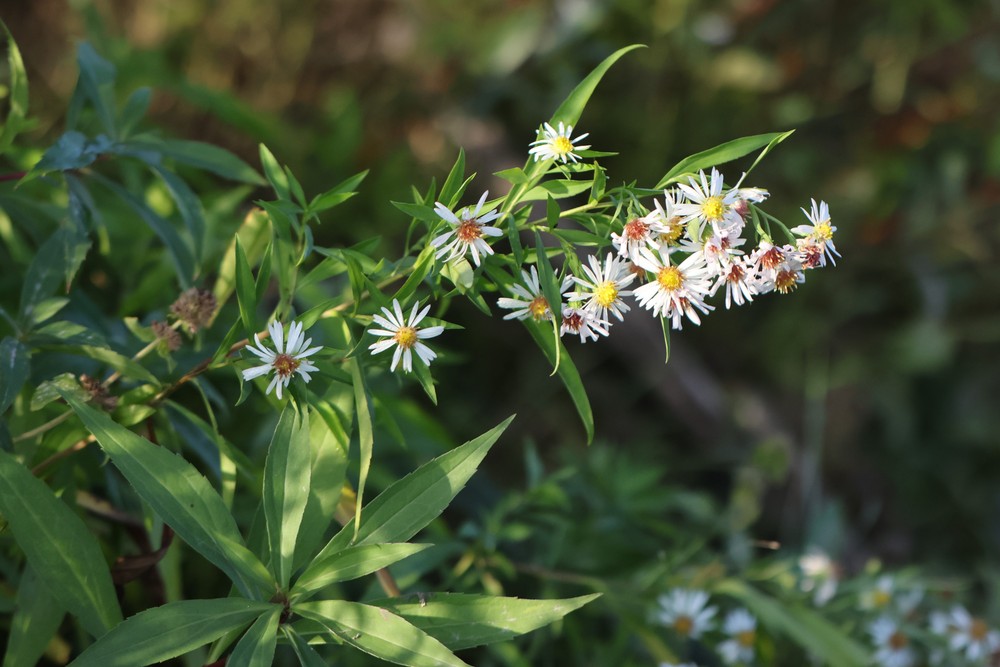 Symphyotrichum aff. lanceolatum (door Jaap Oosterom)