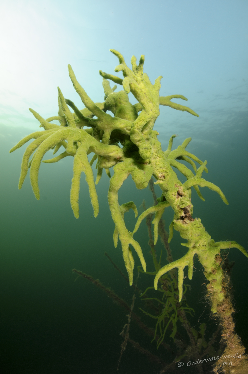 Spongilla lacustris (door Silvia Waajen)