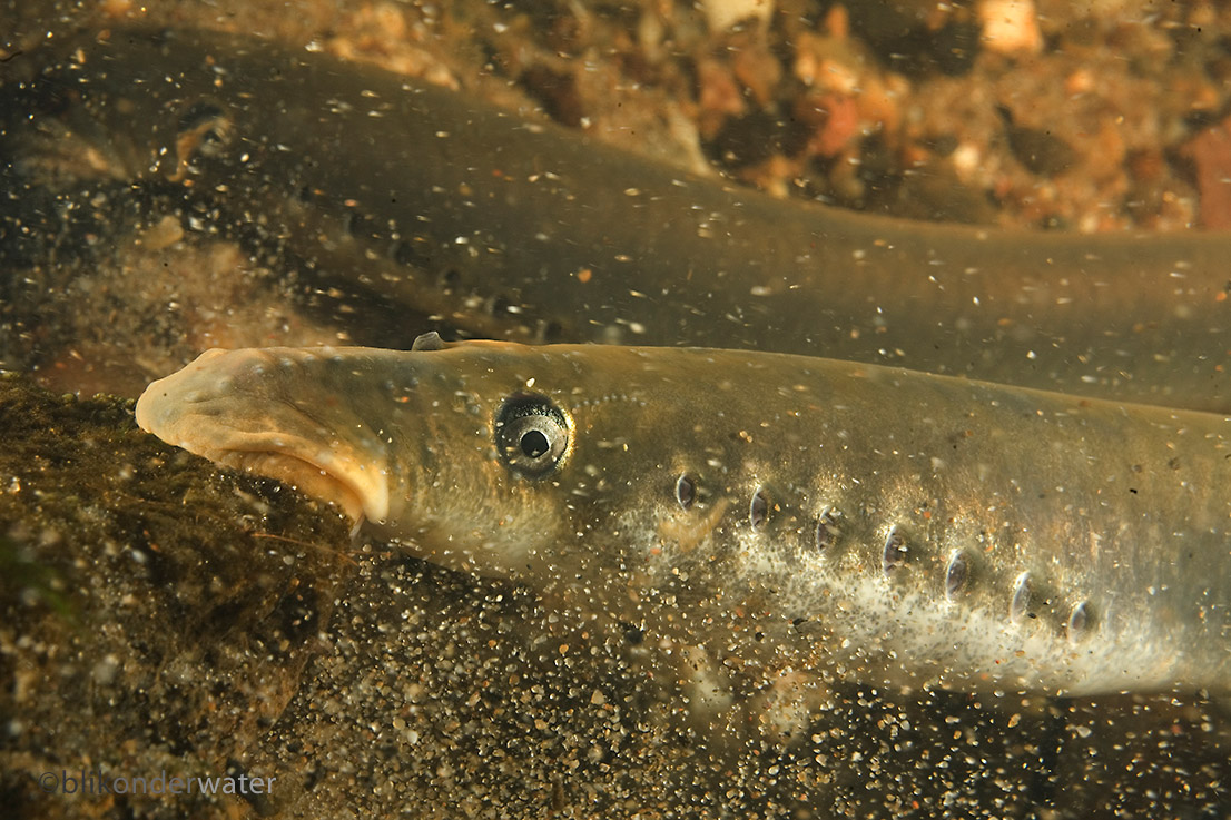 Lampetra fluviatilis (door blikonderwater)