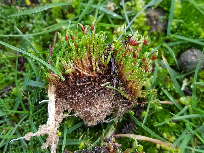 Bryum argenteum (door Maarten Langbroek)