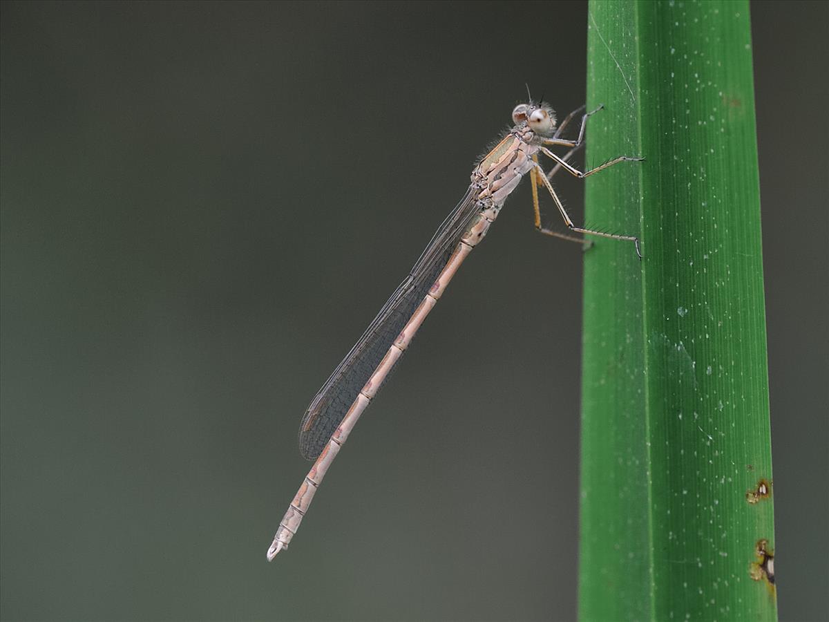 Sympecma paedisca (door André den Ouden)