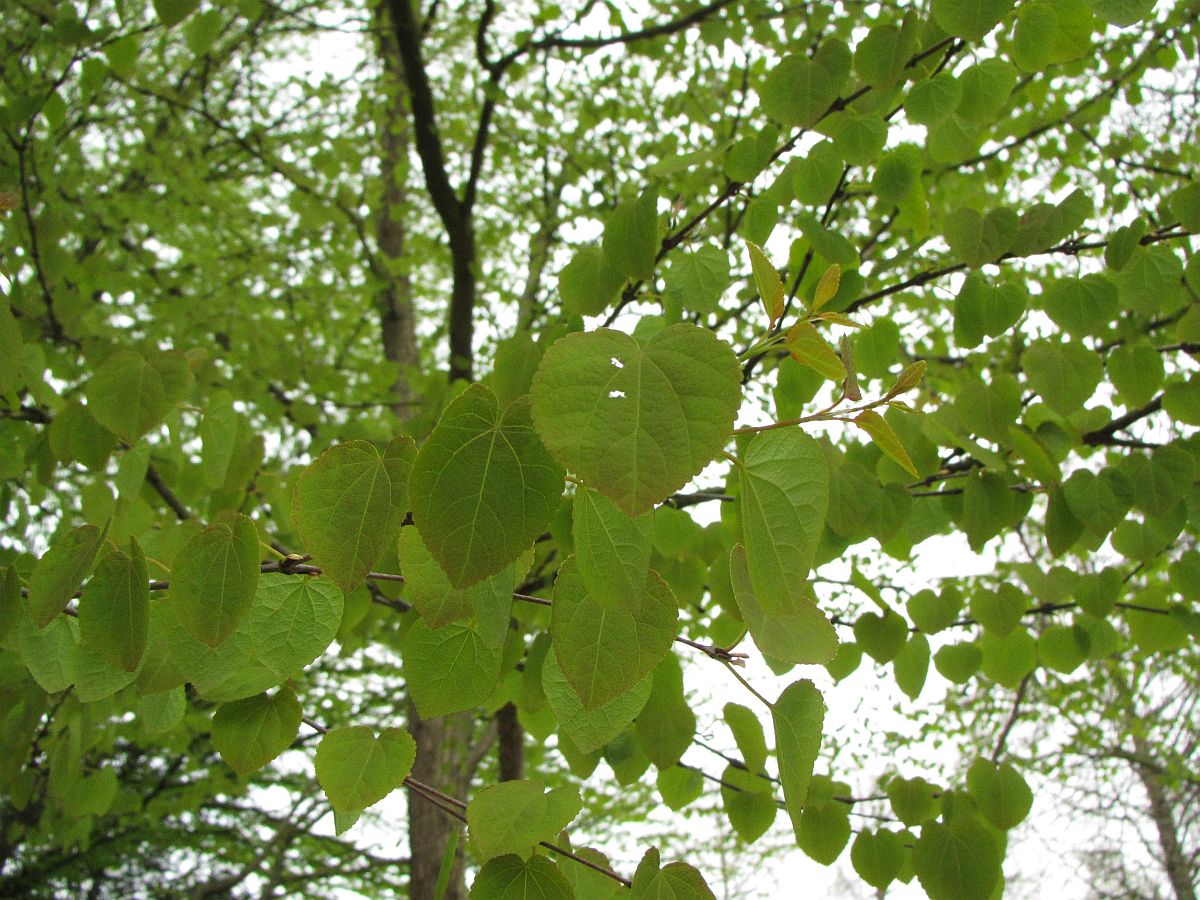 Cercidiphyllum japonicum (door Hanneke Waller)