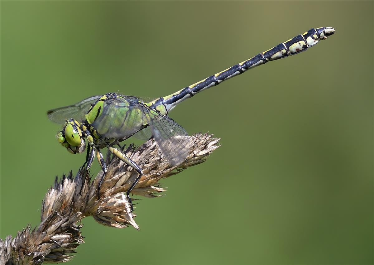 Ophiogomphus cecilia (door André den Ouden)