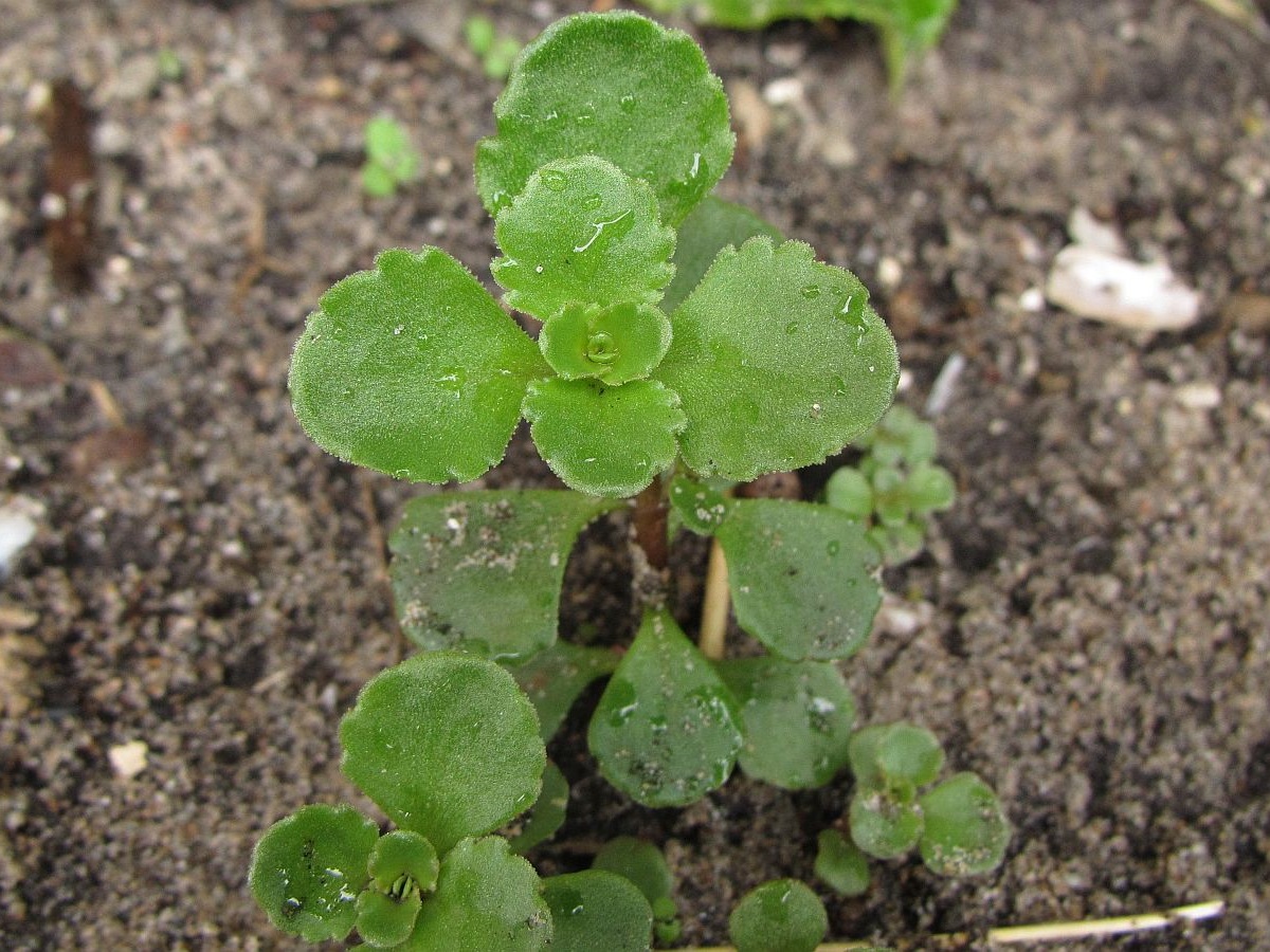 Phedimus spurius (door Hanneke Waller)