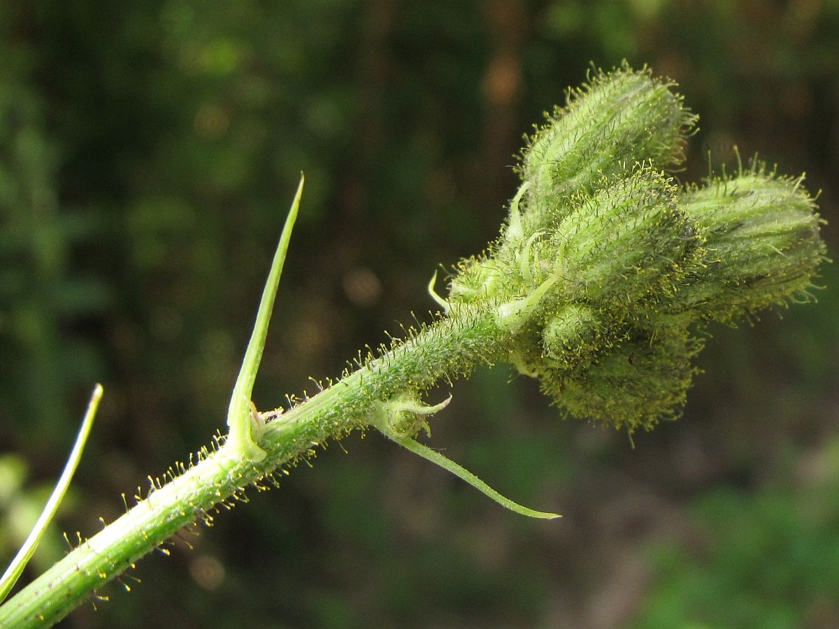 Sonchus palustris (door Hanneke Waller)