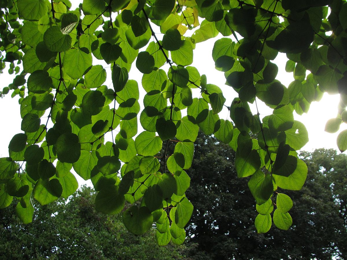 Cercidiphyllum japonicum (door Hanneke Waller)