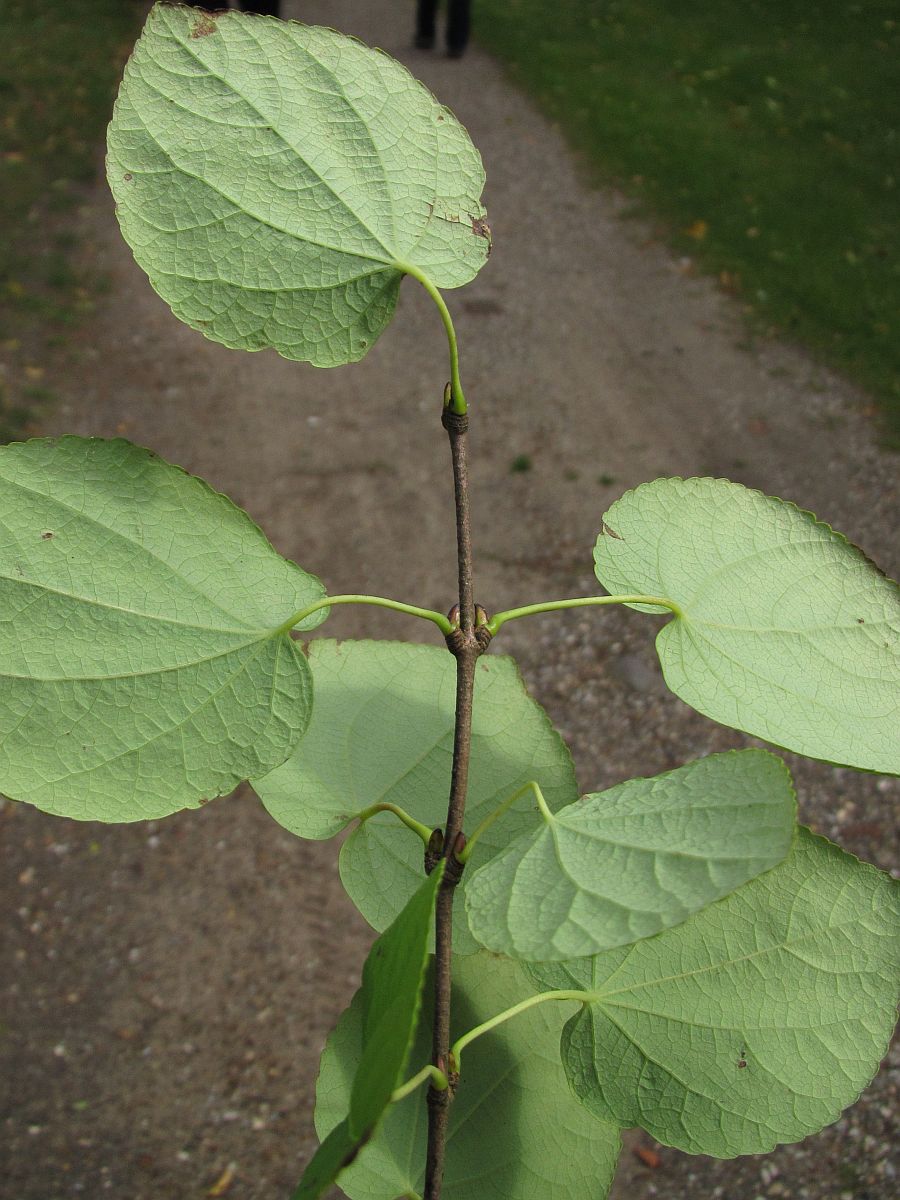 Cercidiphyllum japonicum (door Hanneke Waller)