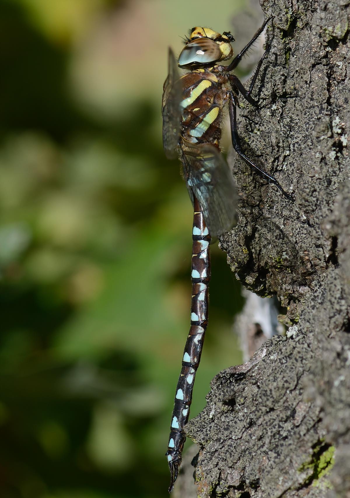 Aeshna juncea (door André den Ouden)