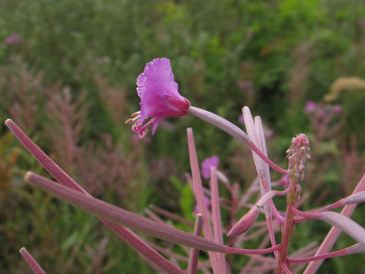 Chamaenerion angustifolium (door Hanneke Waller)