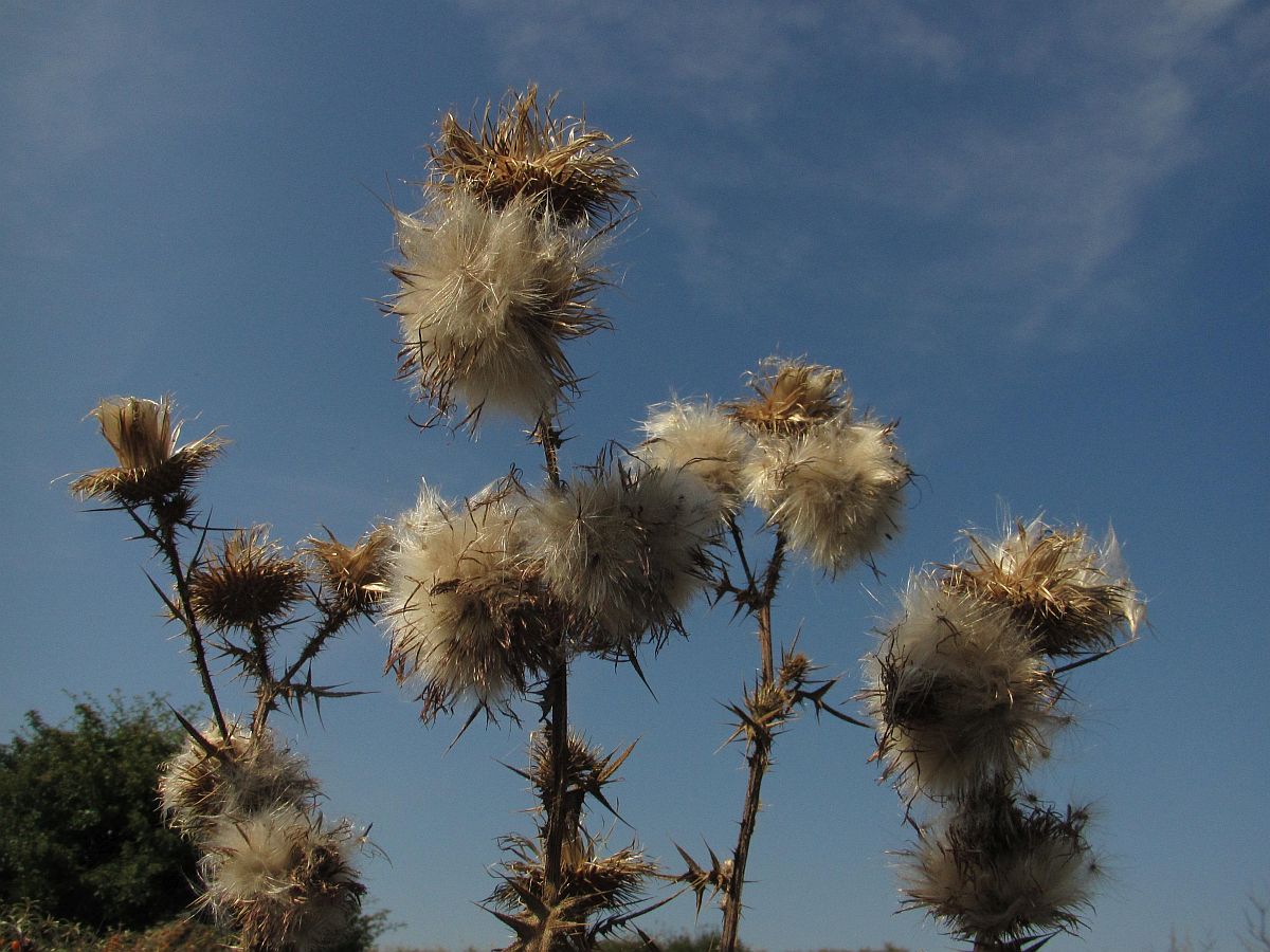 Cirsium vulgare (door Hanneke Waller)