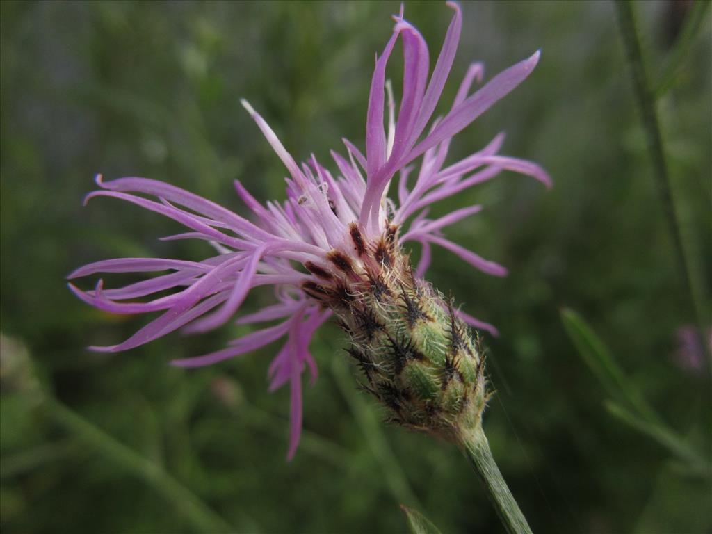 Centaurea stoebe (door Hanneke Waller)