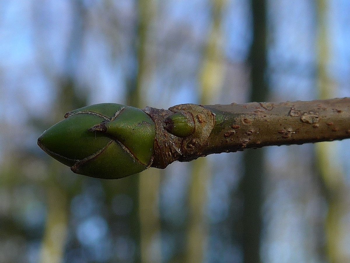 Acer pseudoplatanus (door Hanneke Waller)