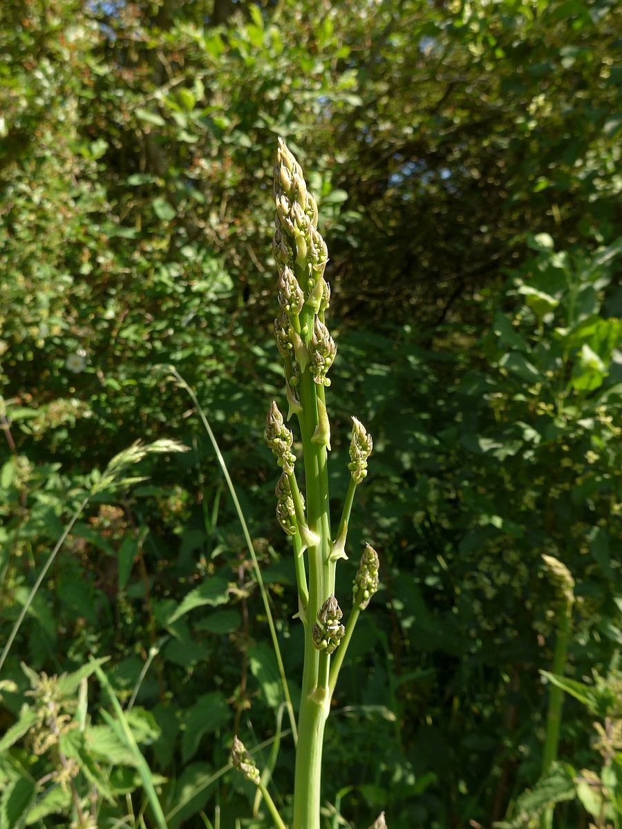 Asparagus officinalis subsp. officinalis (door Hanneke Waller)