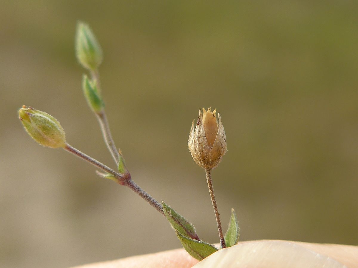 Arenaria serpyllifolia (door Hanneke Waller)