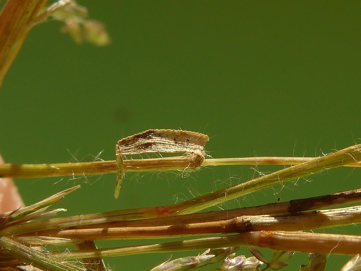 Eragrostis minor (door Hanneke Waller)