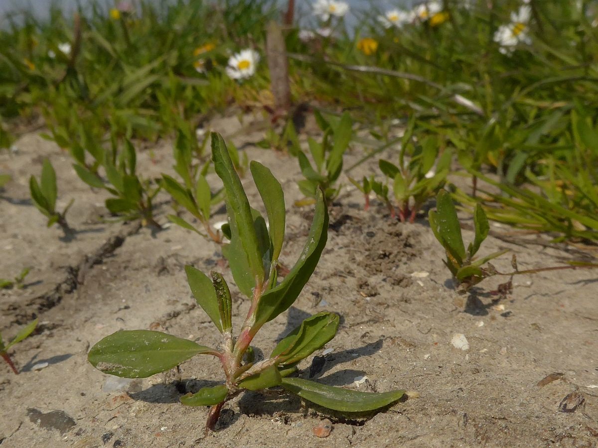 Polygonum aviculare (door Hanneke Waller)