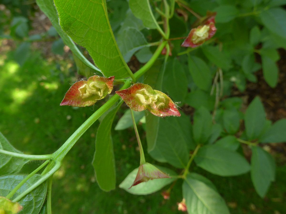 Lonicera involucrata (door Hanneke Waller)