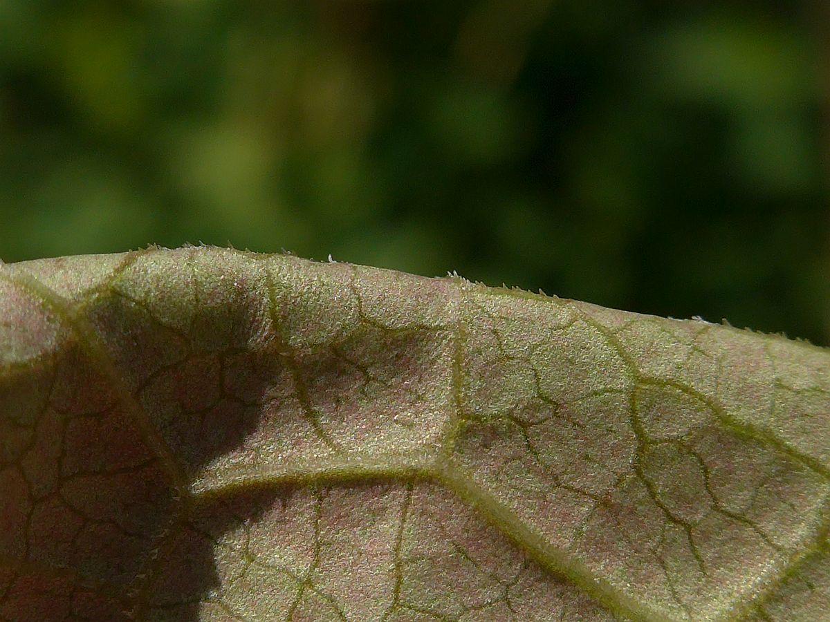 Fallopia x bohemica (door Hanneke Waller)