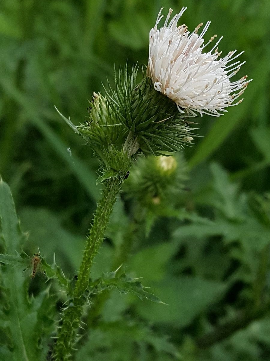 Carduus crispus (door Hanneke Waller)