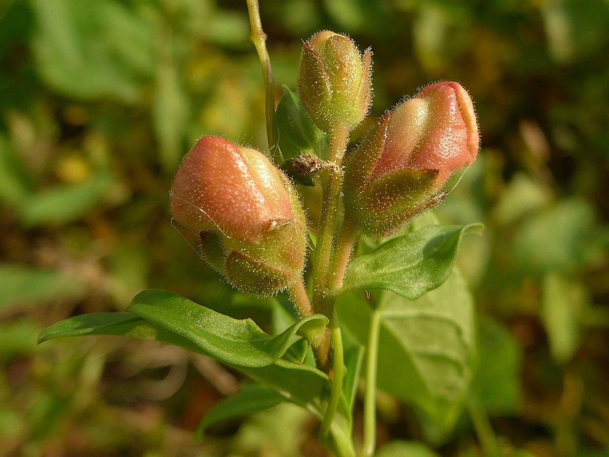 Antirrhinum majus (door Hanneke Waller)