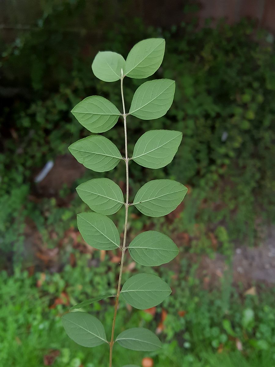 Symphoricarpos x chenaultii (door Hanneke Waller)