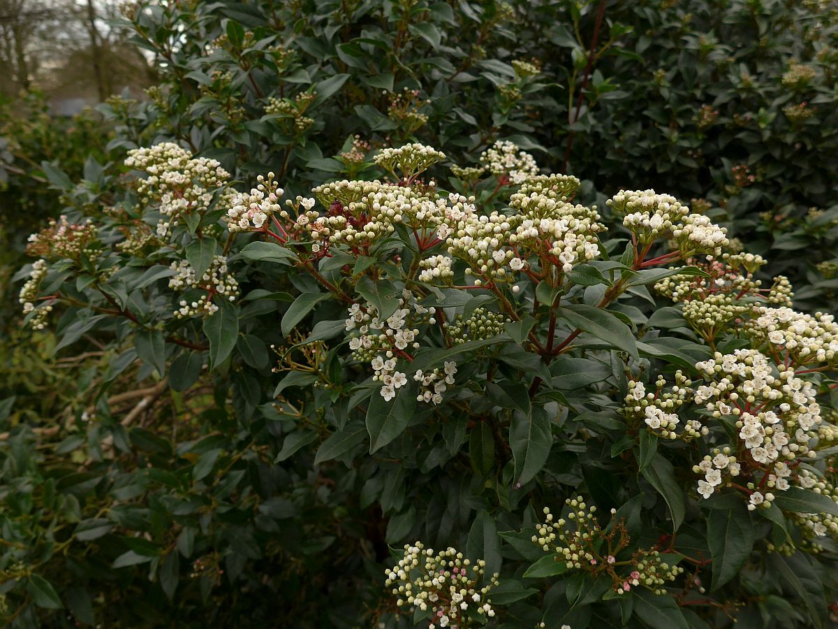 Viburnum tinus (door Hanneke Waller)