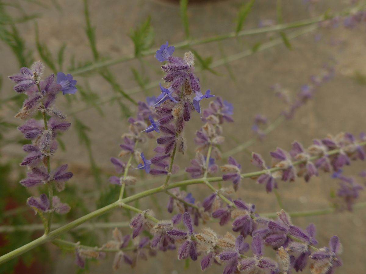 Perovskia abrotanoides (door Hanneke Waller)