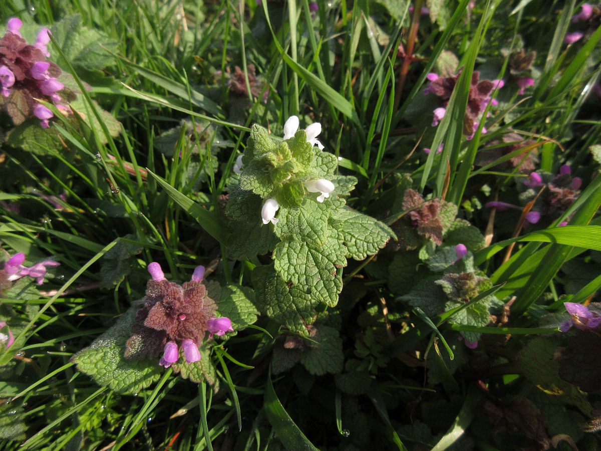 Lamium purpureum (door Hanneke Waller)