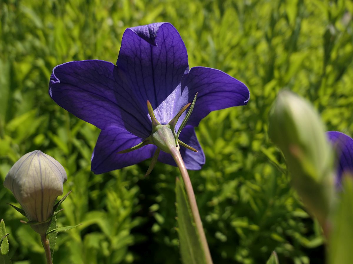 Platycodon grandiflorus (door Hanneke Waller)